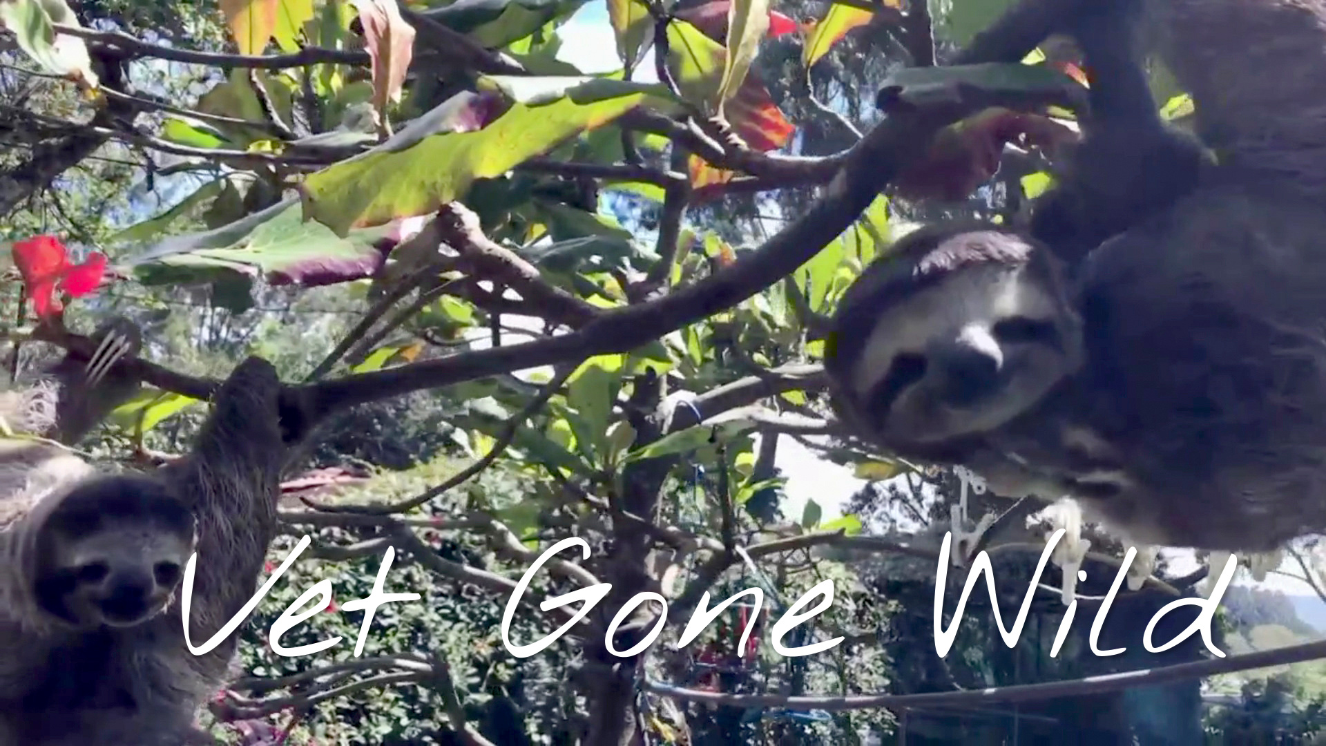 Vet Gone Wild
